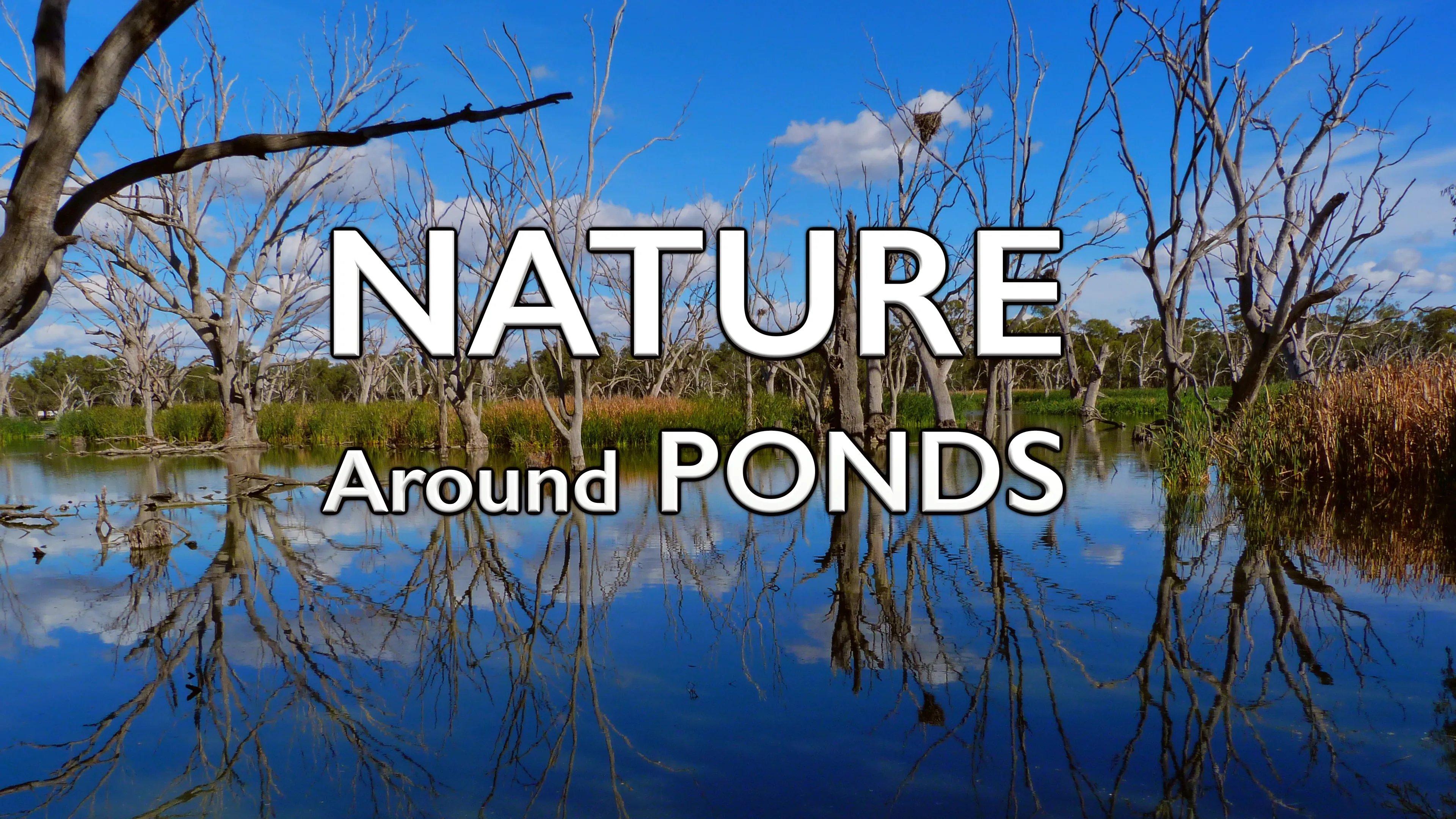 Nature Around Ponds poster